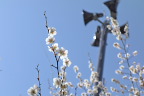 高い位置の梅の花 - 子安公園