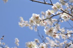 梅の花 3 - 子安公園