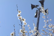 高い位置の梅の花 - 子安公園