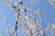 花をつけた梅の枝 - 子安公園
