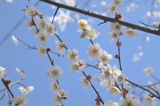 梅の花 2 - 子安公園