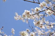 梅の花 3 - 子安公園