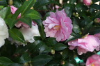 ピンクのサザンカの花 2014 - 子安公園