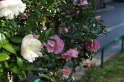 白とピンクのサザンカ - 子安公園