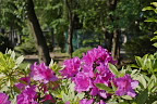 オオムラサキツツジ(大紫躑躅)の花 - 子安公園