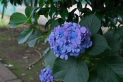 アジサイ(紫陽花)の花 - 子安公園