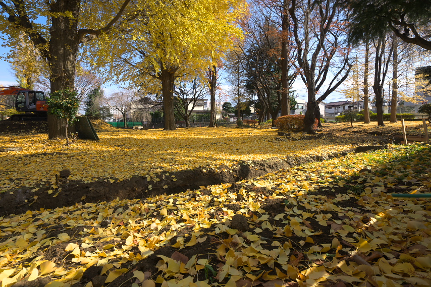 工事中のイチョウの黄色い絨毯 - 子安公園