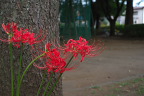 木の根元のヒガンバナ - 子安公園