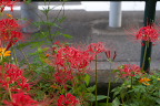 南側花壇のヒガンバナ - 子安公園