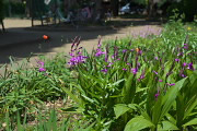 花壇のシラン(紫蘭) - 子安公園