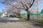 桜 東の入口近く - いちょう公園