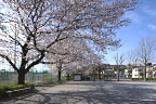 東側に並ぶ桜 - いちょう公園