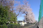 桜、東側の道路より - いちょう公園