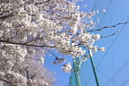 桜の花 2013 - いちょう公園