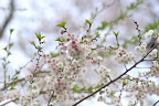 桜の花(10月ザクラ) - いちょう公園