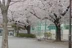 満開の桜 2012年 - いちょう公園