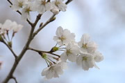 桜の花(ソメイヨシノ) - いちょう公園