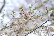 桜の花(10月ザクラ) - いちょう公園