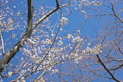 開花した10月ザクラ(桜) - いちょう公園