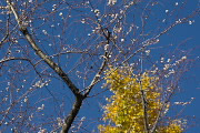 10月桜(2013秋) - いちょう公園