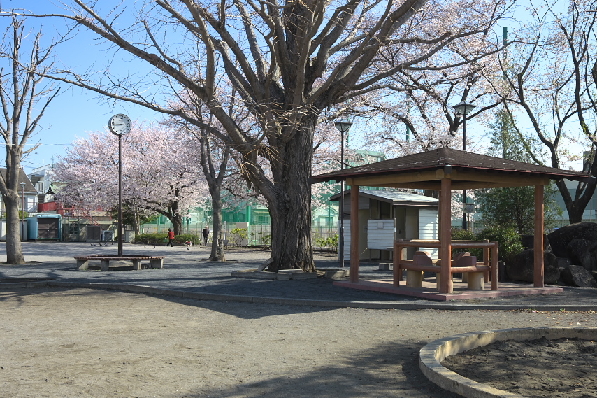 桜が咲いたいちょう公園 - 2013
