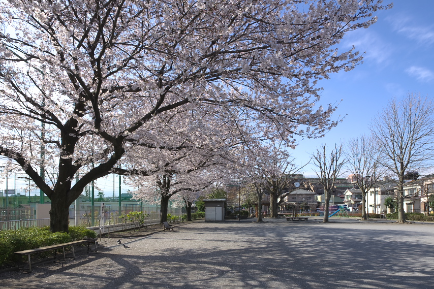 東側に並ぶ桜 - いちょう公園