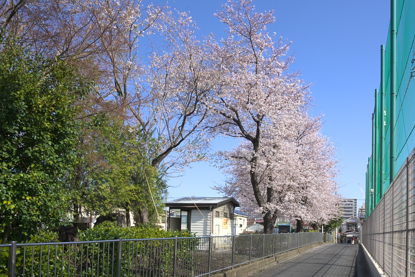 桜、東側の道路より - いちょう公園