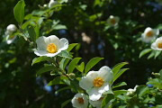 ナツツバキ(夏椿)の花 - いちょう公園