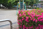 サツキ(五月躑躅)が咲く西側入口 - いちょう公園