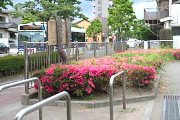 サツキ(五月)が咲く入口 - いちょう公園