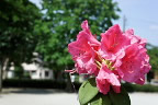 ピンクのシャクナゲの花 - いちょう公園