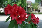 赤いシャクナゲの花 - いちょう公園