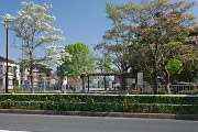 ハナミズキ(花水木) - いちょう公園