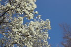 白木蓮を見上げる - いちょう公園