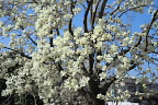 春、開花した白木蓮 - いちょう公園