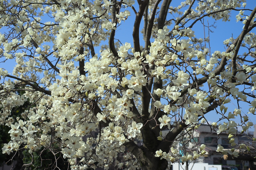 春、開花した白木蓮 - いちょう公園