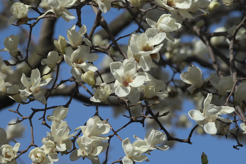 ハクモクレン 白木蓮 の花 いちょう公園 八王子の点景