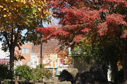 黄紅葉の秋 - いちょう公園