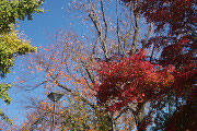 モミジと秋に咲く10月桜 - いちょう公園
