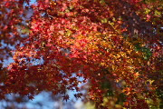紅葉したモミジの枝 - いちょう公園