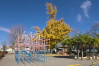 黄葉した中央のイチョウ - いちょう公園