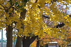 黄葉の銀杏と桜 - いちょう公園