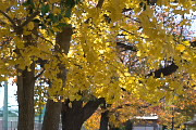 黄葉の銀杏と桜 - いちょう公園