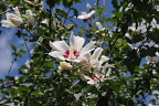 ムクゲ(木槿)の花 - いちょう公園