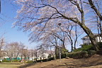 南側の斜面の桜 - 六本杉公園