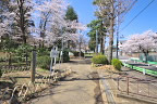 サクラが咲く入口周辺 - 六本杉公園