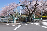 六本杉公園北側入口の前、学校の桜