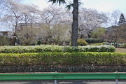 桜と雪柳 - 六本杉公園