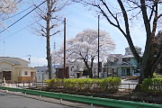 サクラが咲く東広場を歩道から - 六本杉公園
