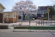 サクラがが咲く東広場入口 - 六本杉公園